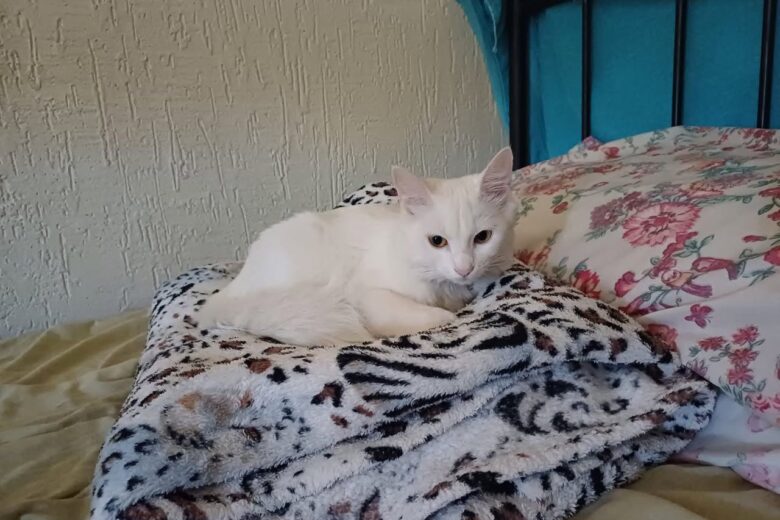 Mais uma gatinha desaparecida: tutor procura por Misty entre os bairros Esplanada e Major Lage, em Itabira