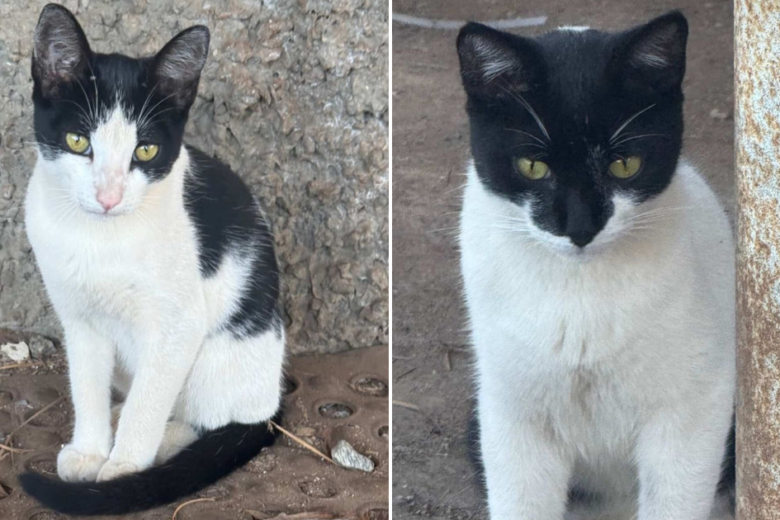 Rapper itabirano Thiago Skp pede ajuda para a adoção responsável de filhotes de gata, vítima de ataque