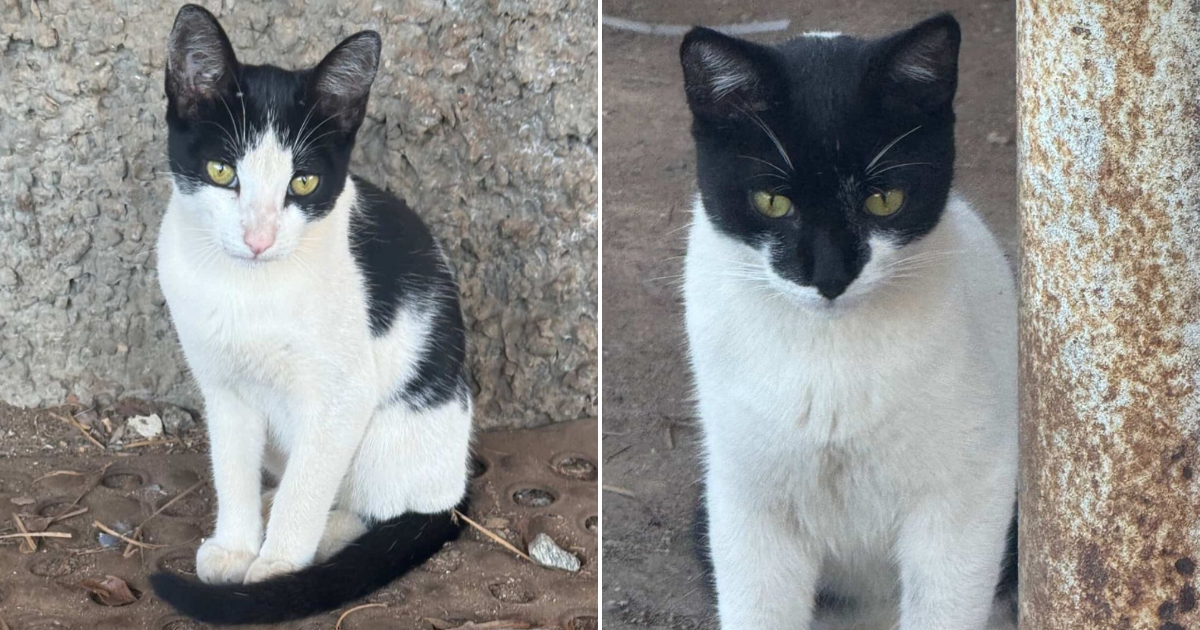 Rapper itabirano Thiago Skp pede ajuda para a adoção responsável de filhotes de gata, vítima de ataque