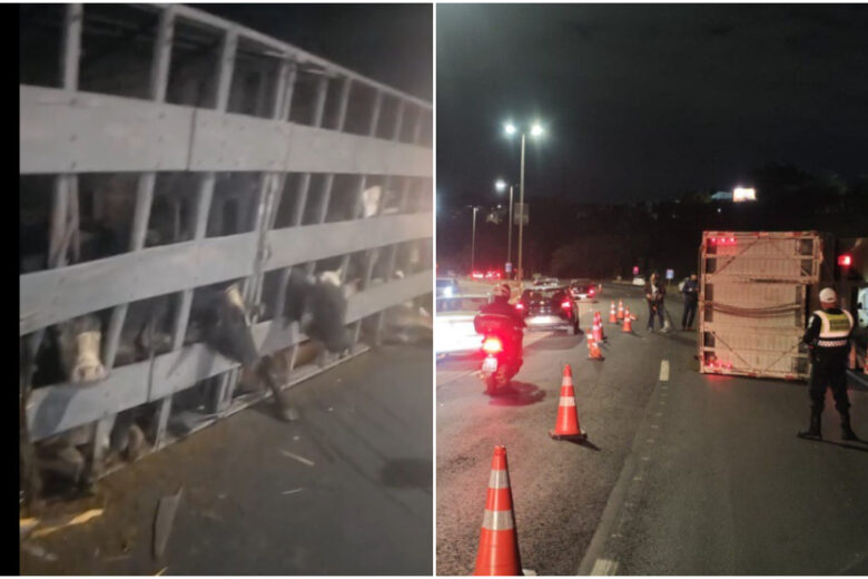 Caminhão que transportava bois tomba no Anel Rodoviário e complica trânsito