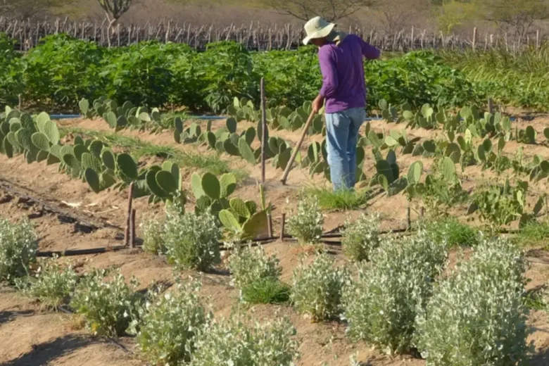 Rendimento de trabalhador rural sobe 5,5% no 1º trimestre