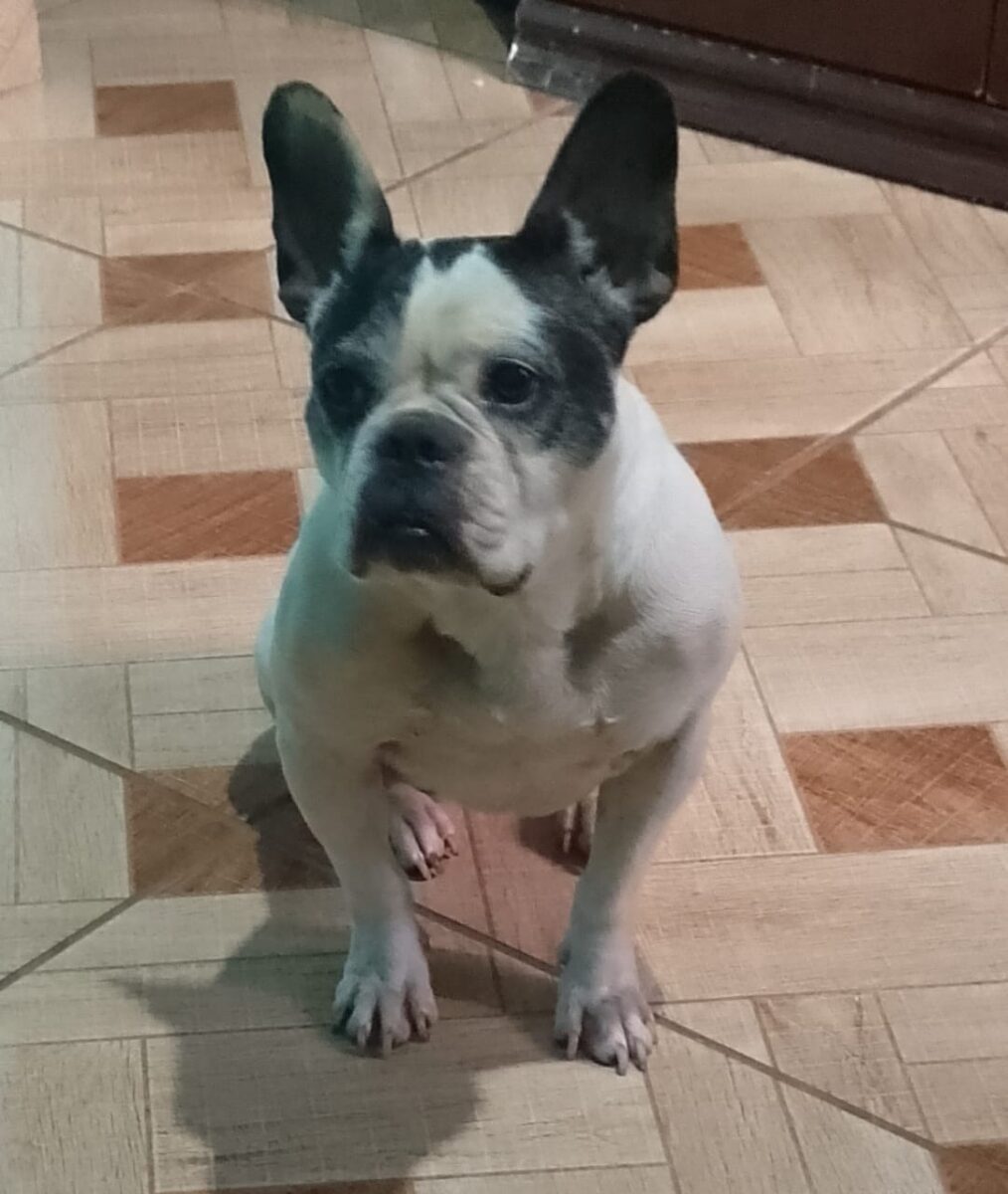 Família procura por cachorra desaparecida no bairro Monsenhor José Lopes, em Itabira