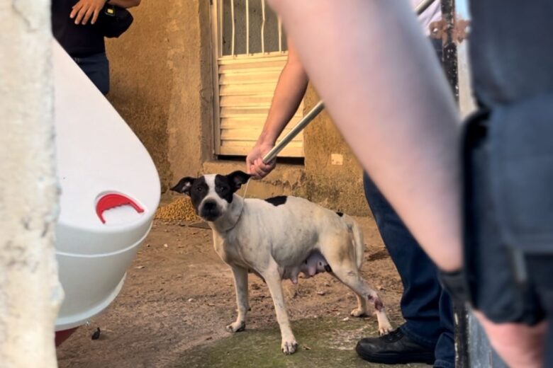 Após denúncia de maus-tratos, cadela é resgatada em Itabira; vítima relata mordida e projeto de lei segue travado na Câmara