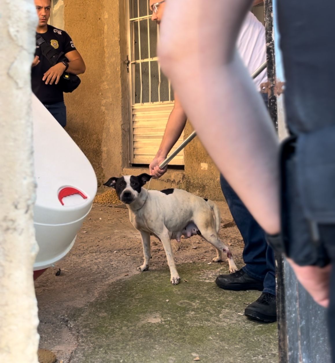 Após denúncia de maus-tratos, cadela é resgatada em Itabira; vítima relata mordida e projeto de lei segue travado na Câmara