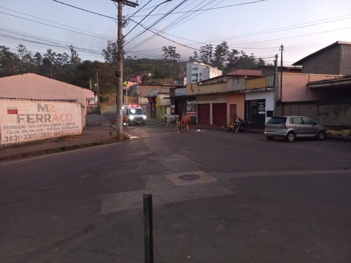 Animais de grande porte são flagrados soltos na rua Ipoema, no bairro Pará, em Itabira