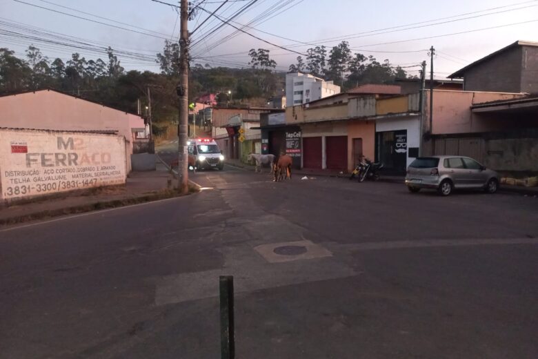 Animais de grande porte são flagrados soltos na rua Ipoema, no bairro Pará, em Itabira