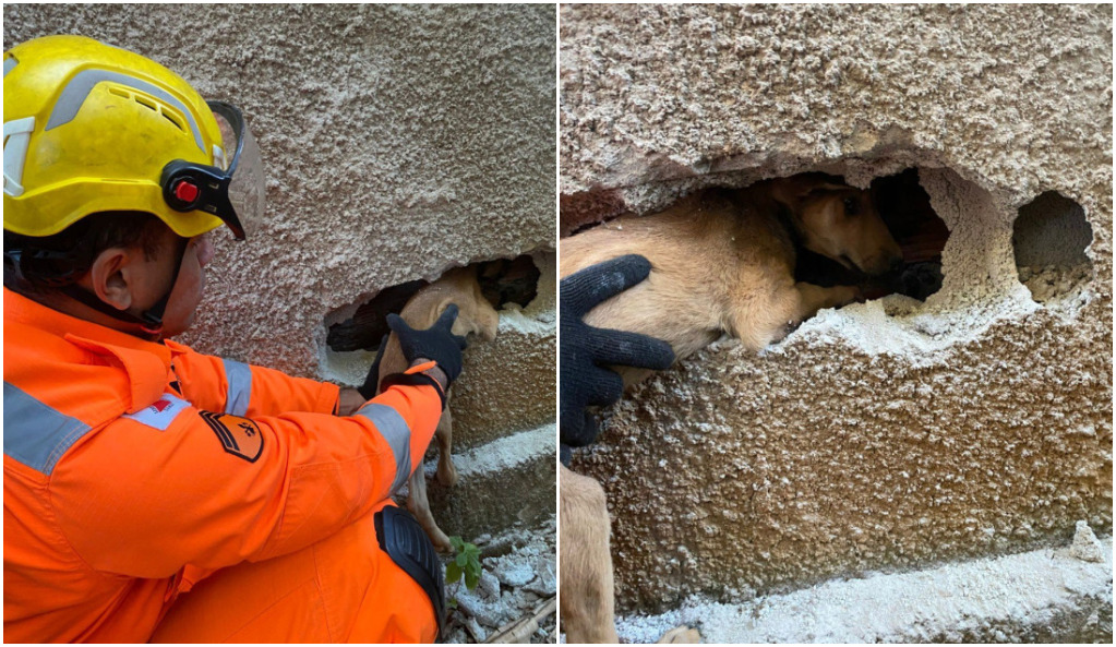 Cachorrinho fica preso entre muros durante dois dias e mobiliza bombeiros na Grande BH