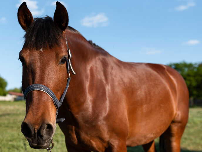 Jovem investigado por mutilar cavalo no interior de São Paulo presta depoimento e é liberado