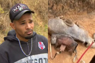 Atrocidade de Bananal: o cavalo que teve as patas cortadas cavalgou por 15km até cair por exaustão