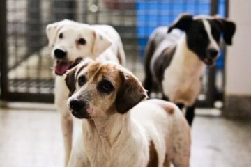 Monitoramento por câmeras em hotéis para animais pode se tornar obrigatório em Minas Gerais