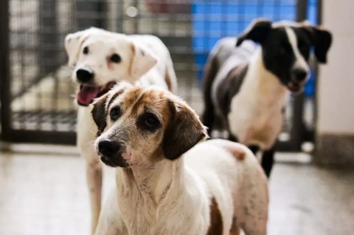 Monitoramento por câmeras em hotéis para animais pode se tornar obrigatório em Minas Gerais