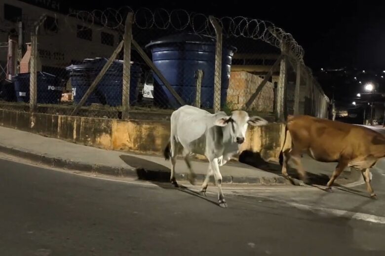 Itabira: Secretaria de Meio Ambiente explica como funciona o recolhimento de animais de grande porte em vias públicas