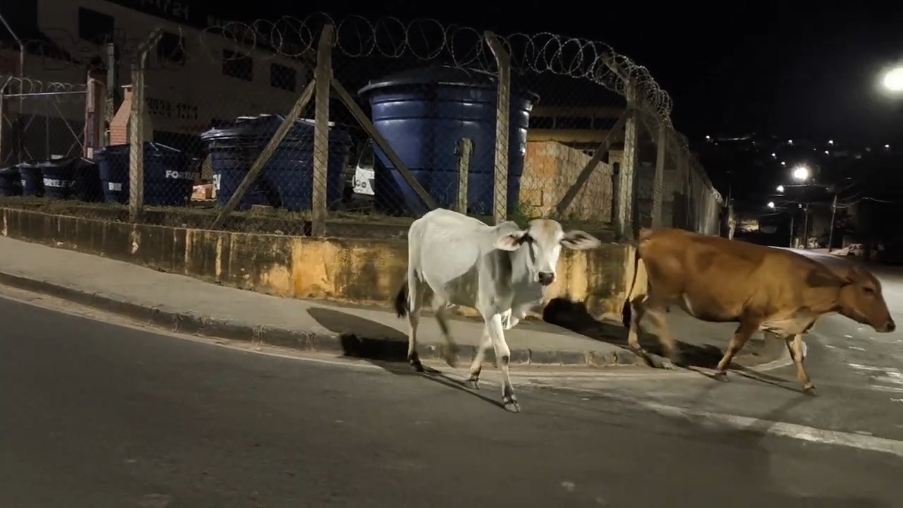Itabira: Secretaria de Meio Ambiente explica como funciona o recolhimento de animais de grande porte em vias públicas
