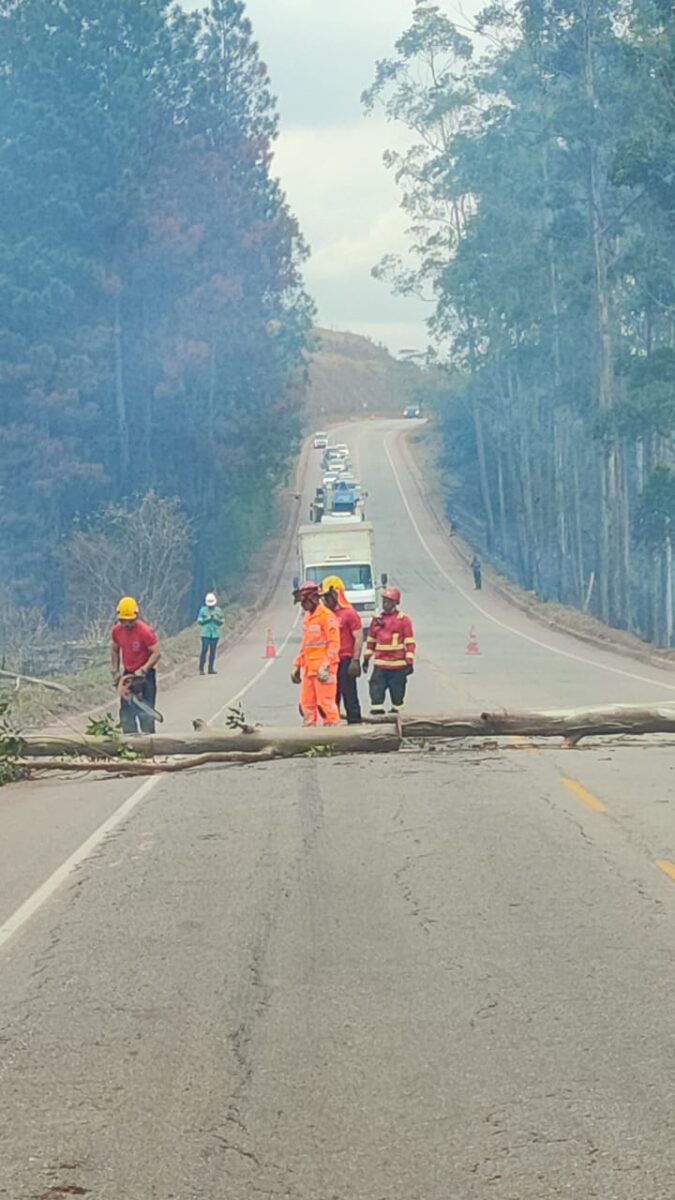 Incêndio interdita MG-129 após queda de árvore em Itabira