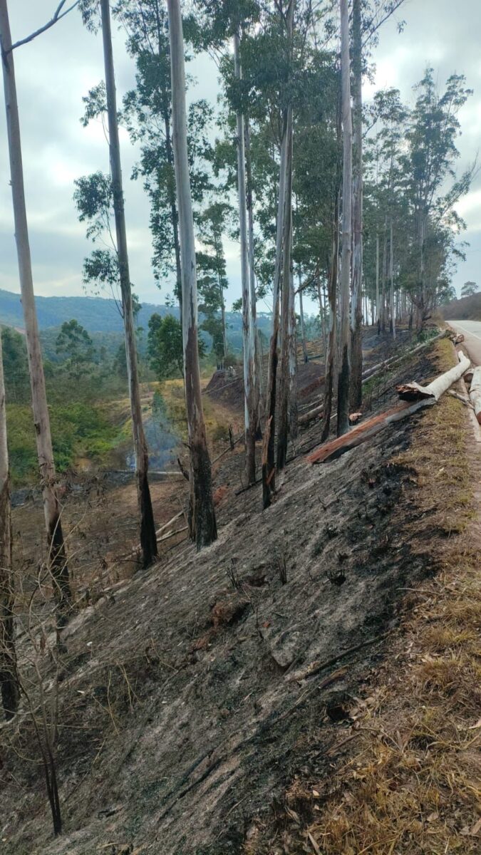 MG-129 segue interditada nesta quinta-feira para corte de eucaliptos em Itabira