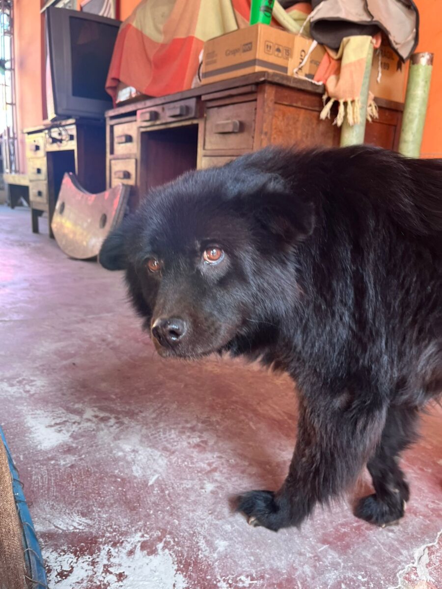 Cachorra desaparece no centro de Itabira após barulho de fogos de artifício