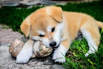Justiça condena loja que vendeu cão doente em Belo Horizonte