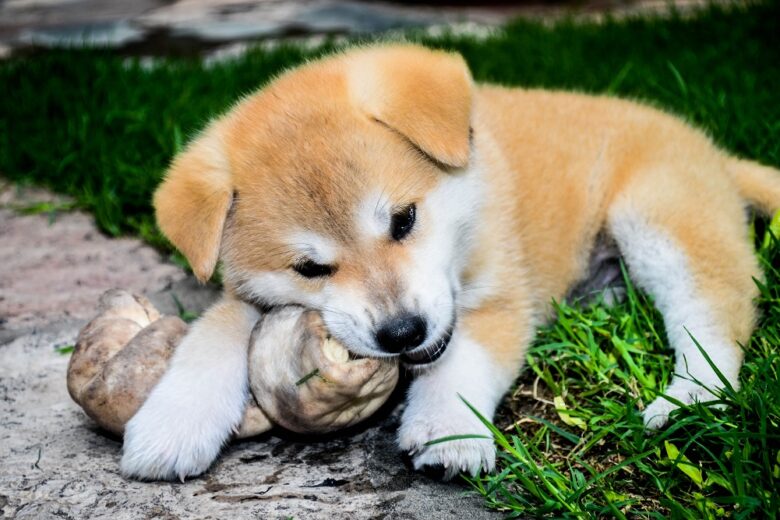 Justiça condena loja que vendeu cão doente em Belo Horizonte