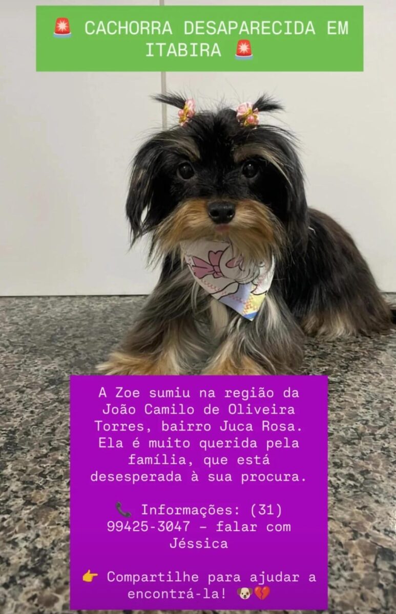 Família procura por cachorra desaparecida no bairro Juca Rosa, em Itabira