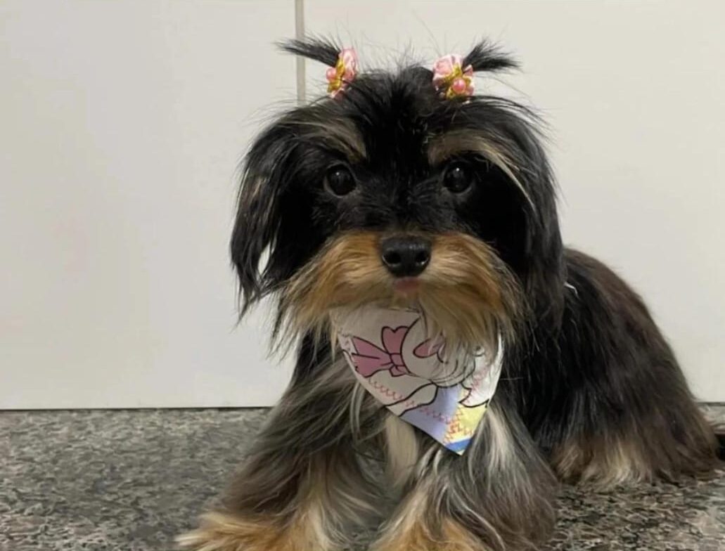 Família procura por cachorra desaparecida no bairro Juca Rosa, em Itabira
