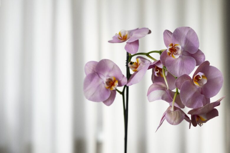 15ª Exposição de Orquídeas acontece neste fim de semana em Itabira