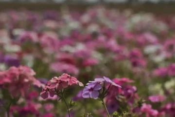 Primavera começa com frente fria, temporais e fortes ventos