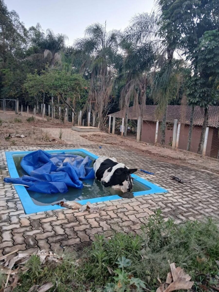 Bombeiros resgatam vaga caída em piscina