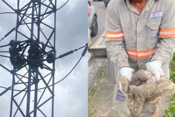 Bicho-preguiça desliga rede elétrica causando apagão em bairros de Manaus