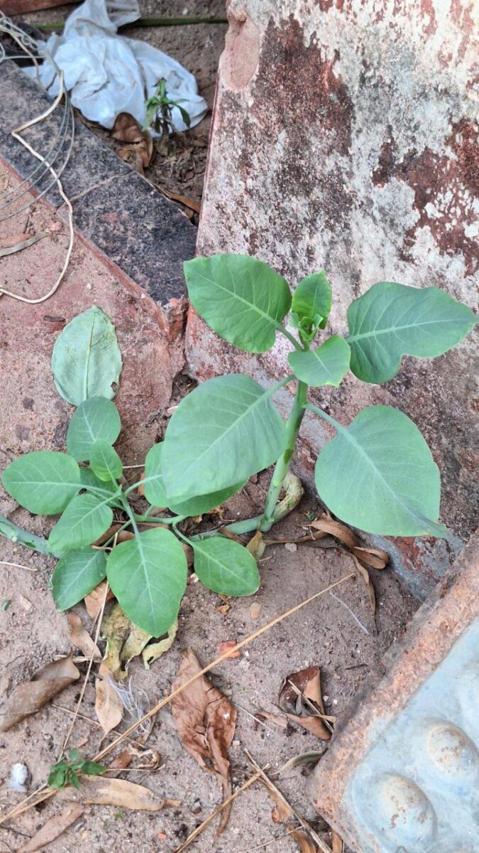 Três pessoas sofrem parada respiratória após ingerir planta tóxica, em Patrocínio