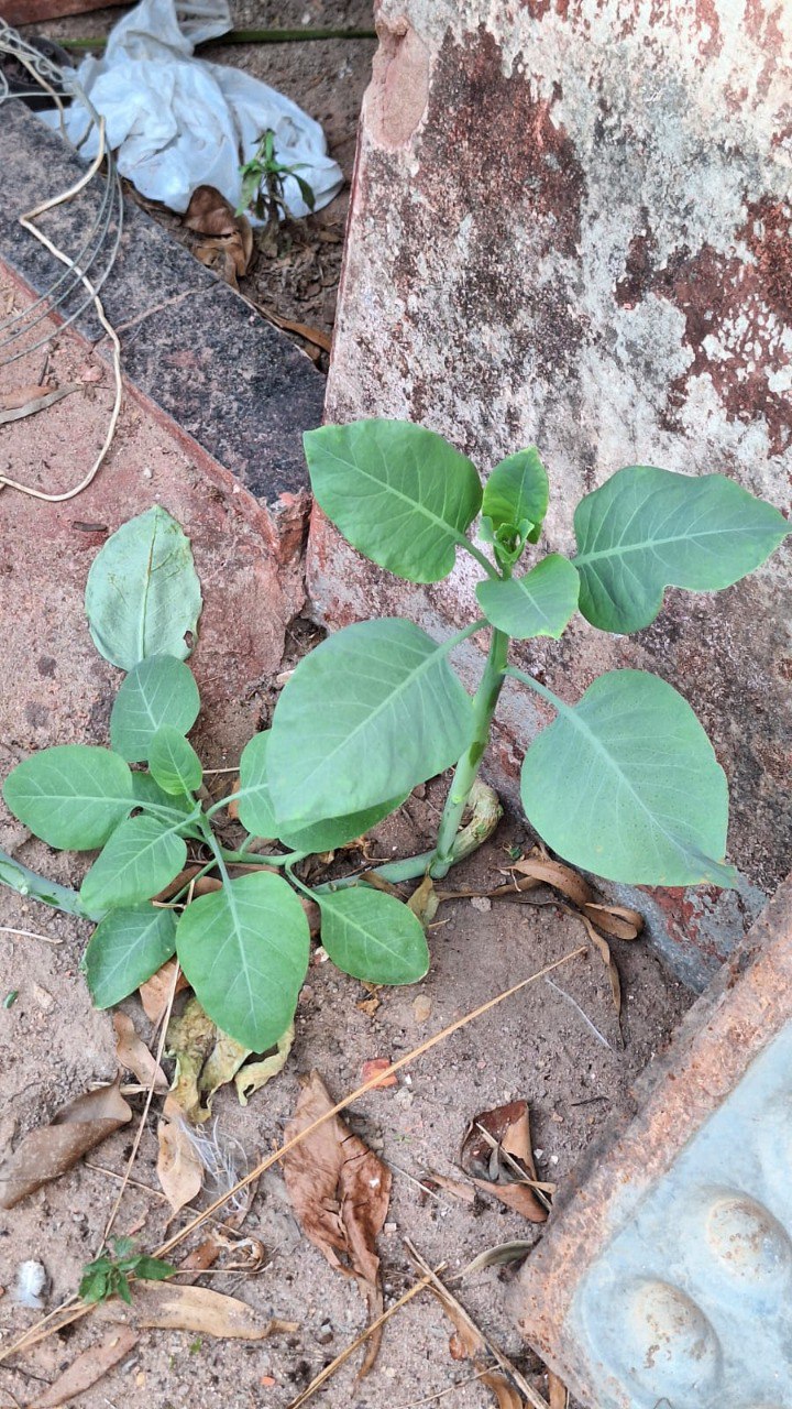 Três pessoas sofrem parada respiratória após ingerirem planta tóxica, em Patrocínio