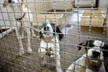 Projeto de Lei que obriga abrigos para cães e gatos avança na Câmara dos Deputados