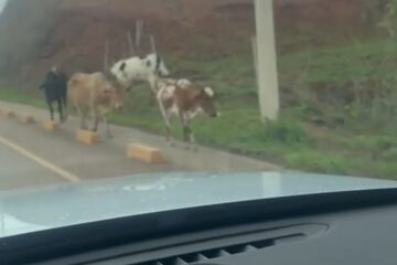 Itabira: animais de grande porte são flagrados soltos na rua Humberto Campos