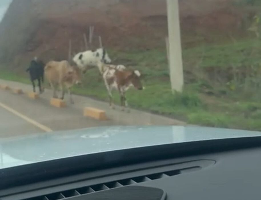 Itabira: animais de grande porte são flagrados soltos na rua Humberto Campos