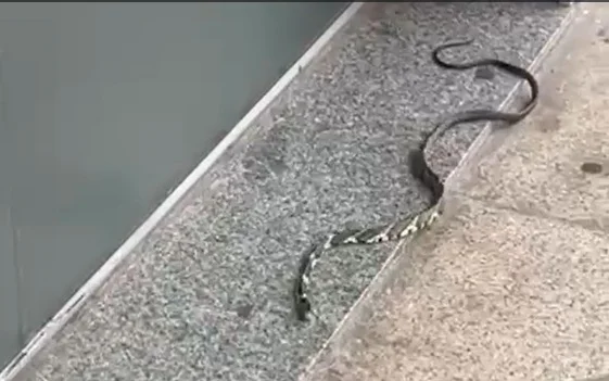 Cobra caninana é capturada por populares em centro comercial no bairro Água Fresca, em Itabira