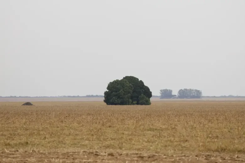 Facções criminosas descobrem o agronegócio brasileiro e invadem o setor