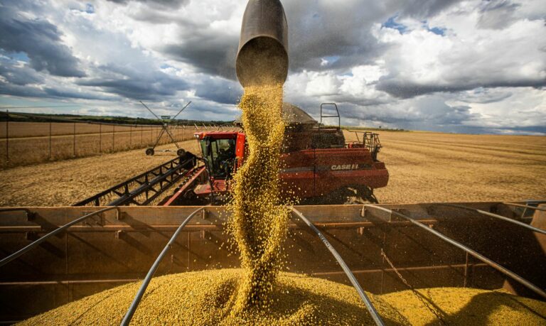 China barra 69 mil toneladas de soja do Brasil, trigo com pesticida e suspende compras de cinco gigantes do agro brasileiro