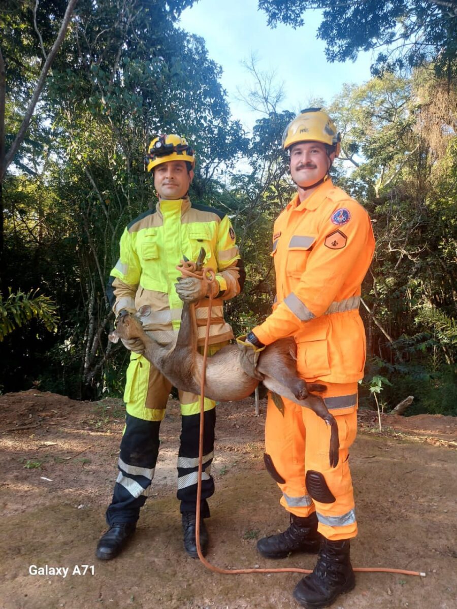 Bombeiros resgatam veado catingueiro ferido na MGC 491, em Três Corações