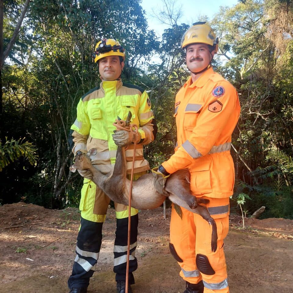 Bombeiros resgatam veado catingueiro ferido na MGC 491, em Três Corações