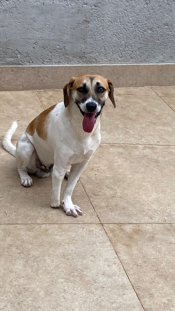 Plutão, cachorro resgatado e com deficiência, desaparece no Campestre; família pede ajuda para encontrá-lo