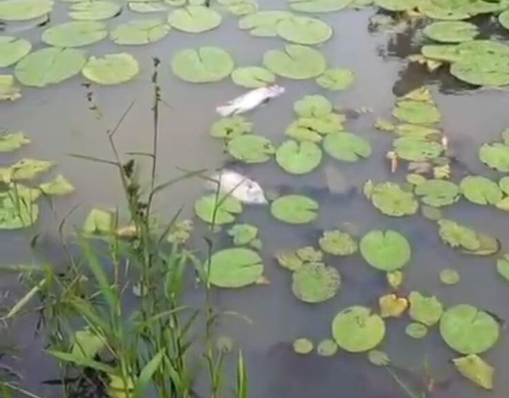 Peixes aparecem mortos em lagoa do Distrito Industrial de Itabira; causas estão sendo investigadas