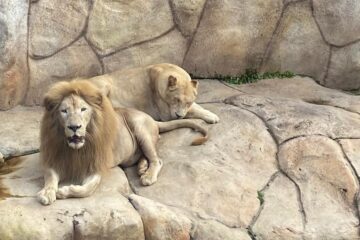 Após mortes de leoa e chimpanzé, denúncias e promessa de modernização reacendem debate sobre Zoológico de BH