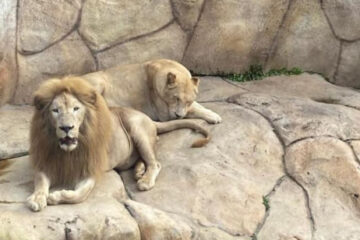Zoológico de BH será alvo de visita técnica nesta quinta (27) após mortes de animais