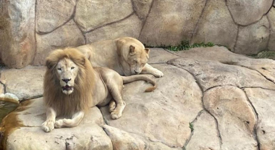 Zoológico de BH será alvo de visita técnica nesta quinta (27) após mortes de animais