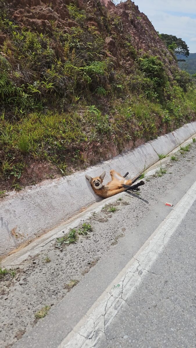 Lobo-Guará ferido às margens da BR-494 é resgatado por bombeiros
