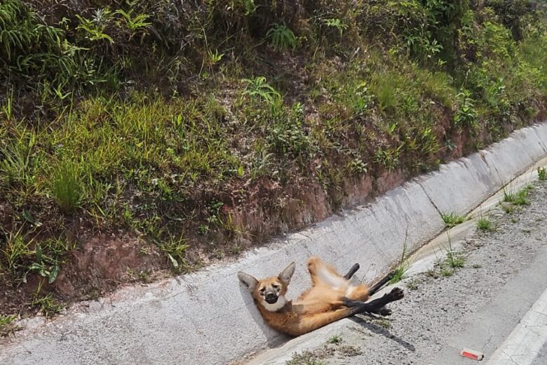 Lobo-Guará ferido às margens da BR-494 é resgatado por bombeiros
