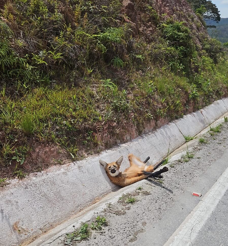 Lobo-Guará ferido às margens da BR-494 é resgatado por bombeiros