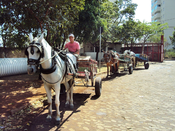 “Sem carroça e sem alternativa?” Câmara cobra plano concreto para cerca de 300 carroceiros em BH