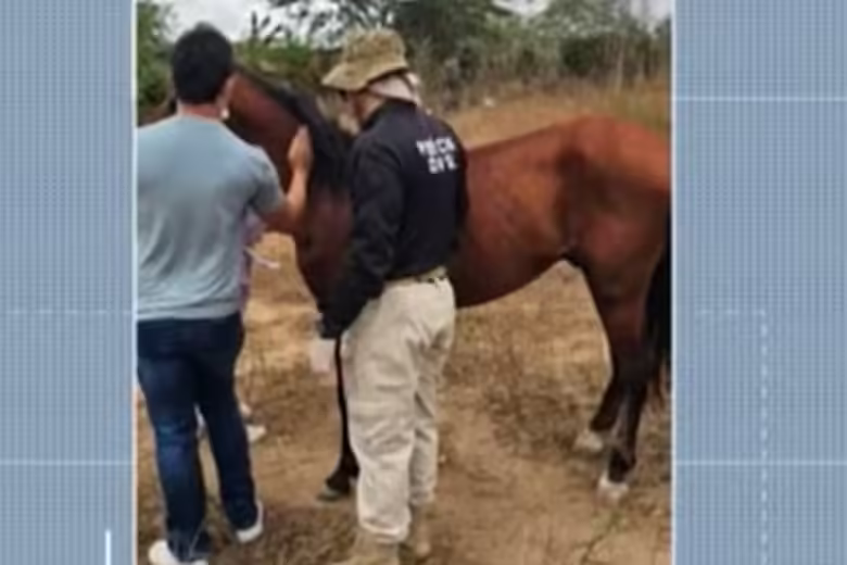 Tutor de cavalo que se acidentou por excesso de peso em carga vai responder por crime de maus-tratos