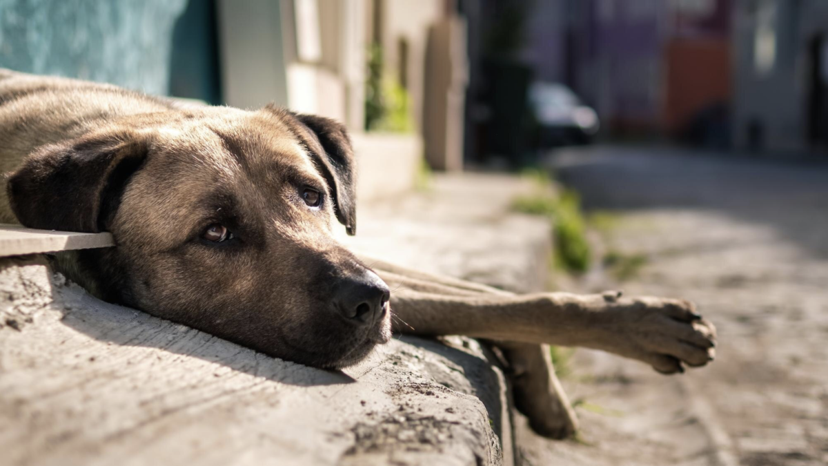 Dezembro Verde: Mês de conscientização contra abandono e maus-tratos animais expõe custo ambiental do abandono de cães e gatos