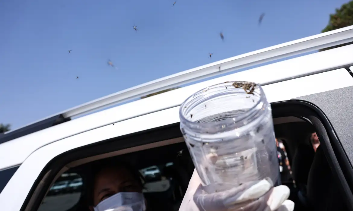 Saúde libera mosquitos estéreis para frear reprodução do Aedes Aegypt